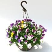 Fernlea Flowers Premium Hanging Basket - 10-in Assorted Colours