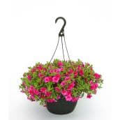 RONA Spring Hanging Basket in 11-in Pot - Assorted Colours