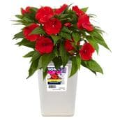 New Guinea Impatiens - 4,7-in Pot Assorted Colours