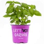 Assorted Fine Herbs, 4-in