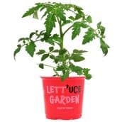 Tomato Plant - 4-in Pot Assorted Colour