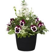 Annual Outdoor Planter - 12-in Stone Pot Assorted Colour