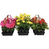RONA Assorted Annual Plants for Flower Beds - Pack of 9